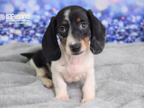 Dachshund-DOG-Male-Black & White Piebald-2388-Petland Lee's Summit, MO