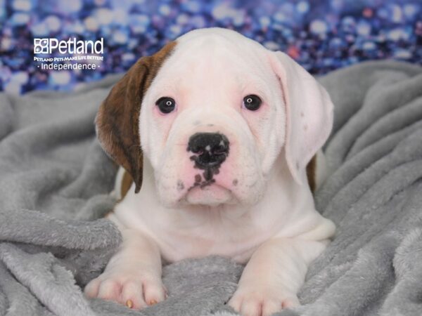 Olde English Bulldogge-DOG-Female-Brindle & White-2384-Petland Lee's Summit, MO