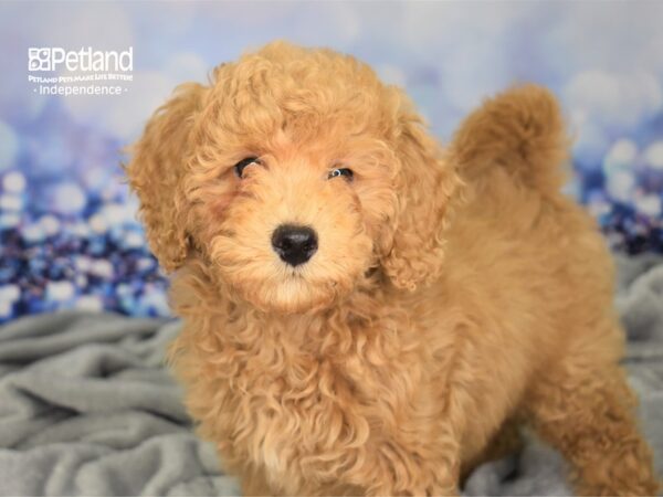 Miniature Goldendoodle 2nd Gen-DOG-Female-Light Golden-2369-Petland Lee's Summit, MO
