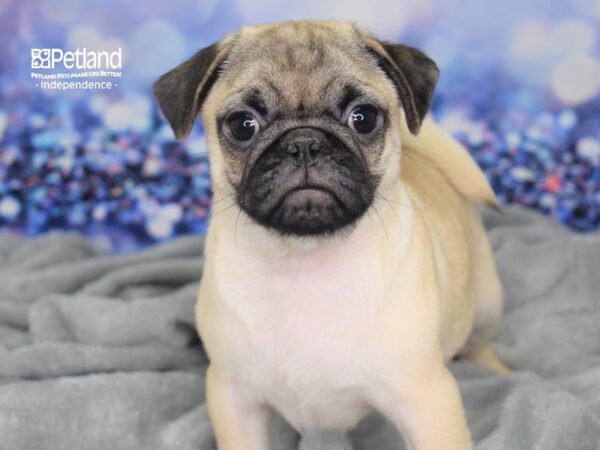 Pug-DOG-Male-Fawn Black Mask-2365-Petland Lee's Summit, MO