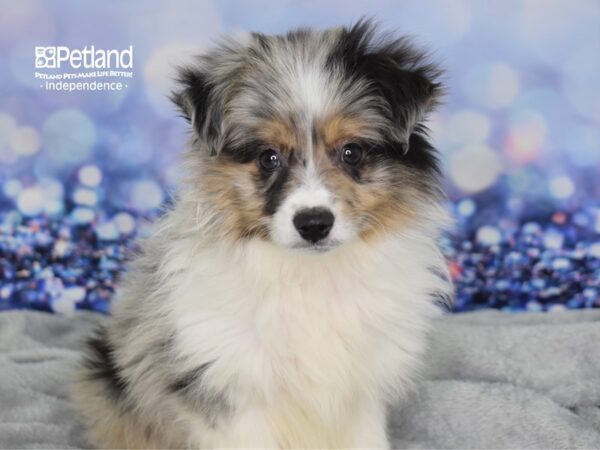 Miniature Australian Shepherd-DOG-Male-Blue Merle-2371-Petland Lee's Summit, MO