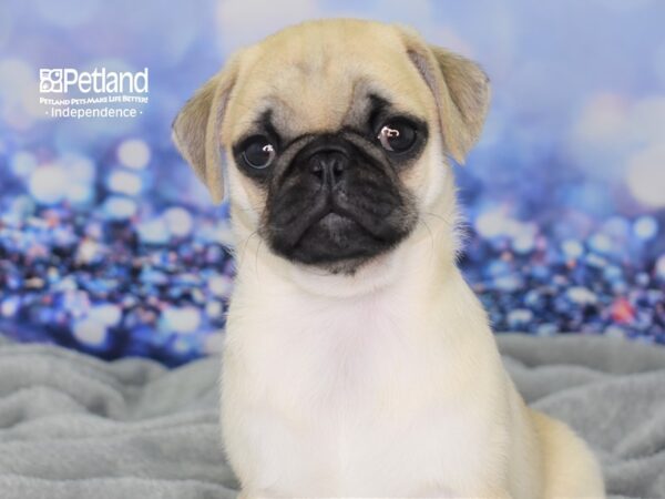Pug-DOG-Female-Fawn-2372-Petland Lee's Summit, MO