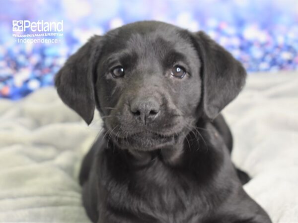 Labrador Retriever-DOG-Female-Black-2373-Petland Lee's Summit, MO