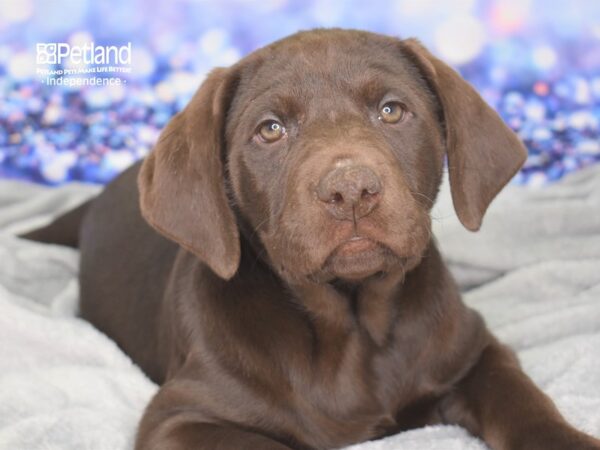 Labrador Retriever-DOG-Male-Chocolate-2374-Petland Lee's Summit, MO