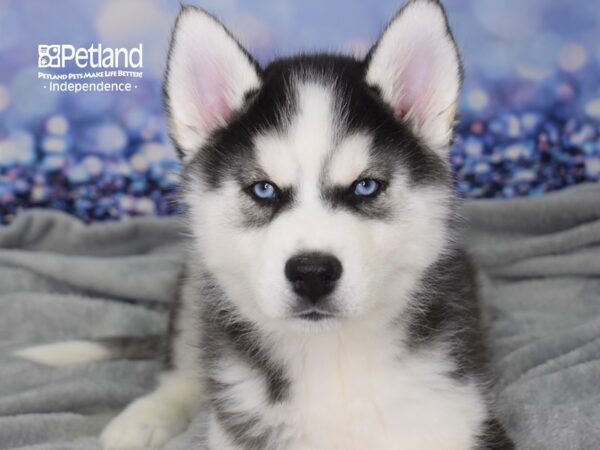 Siberian Husky-DOG-Male-Black & White-2375-Petland Lee's Summit, MO