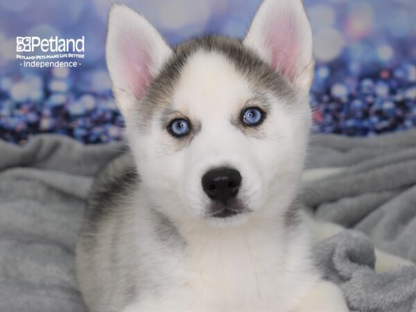 Siberian Husky-DOG-Female-Silver & White-2376-Petland Lee's Summit, MO
