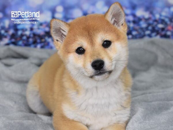 Shiba Inu-DOG-Male-Red Sesame-2379-Petland Lee's Summit, MO
