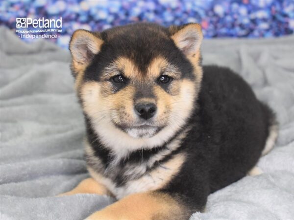 Shiba Inu-DOG-Male-Black & Tan-2380-Petland Lee's Summit, MO