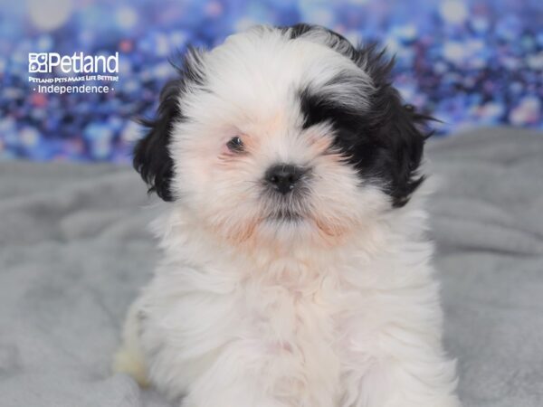 Shih Tzu-DOG-Female-Black & White-2389-Petland Lee's Summit, MO