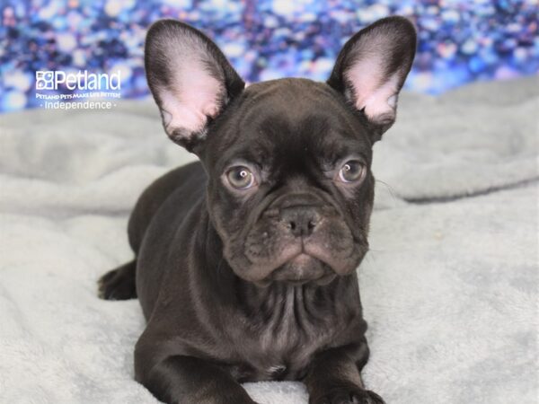 French Bulldog-DOG-Female-Chocolate-2386-Petland Lee's Summit, MO