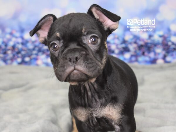 French Bulldog-DOG-Female-Black & Tan-2385-Petland Lee's Summit, MO