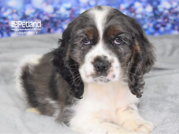 Cocker Spaniel-DOG-Male-Merle & White-2383-Petland Lee's Summit, MO