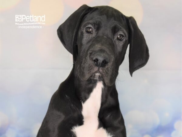 Great Dane-DOG-Female-Black-2382-Petland Lee's Summit, MO