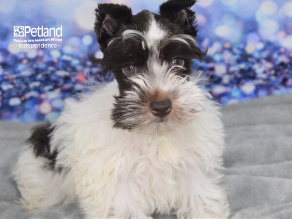 Miniature Schnauzer-DOG-Female-Chocolate and White-2399-Petland Lee's Summit, MO