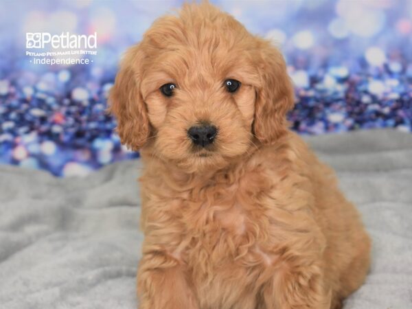 Miniature Goldendoodle-DOG-Female-Light Golden-2398-Petland Lee's Summit, MO