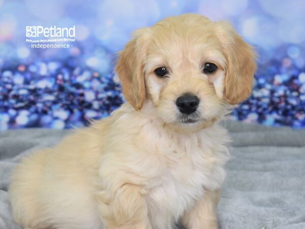Miniature Goldendoodle-DOG-Male-Light Golden-2397-Petland Lee's Summit, MO