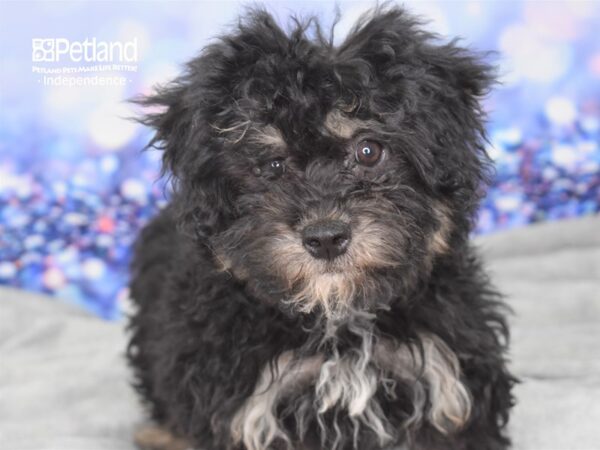 Morkie Poo-DOG-Female-Black and Tan-2395-Petland Lee's Summit, MO