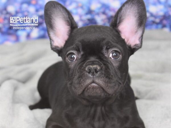 French Bulldog-DOG-Male-Black-2390-Petland Lee's Summit, MO
