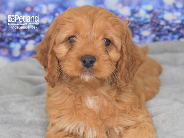 Cockapoo DOG Female Red 2391 Petland Lee's Summit, MO