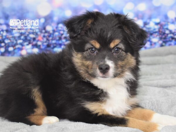 Miniature Australian Shepherd-DOG-Male-Black & Tan-2378-Petland Lee's Summit, MO