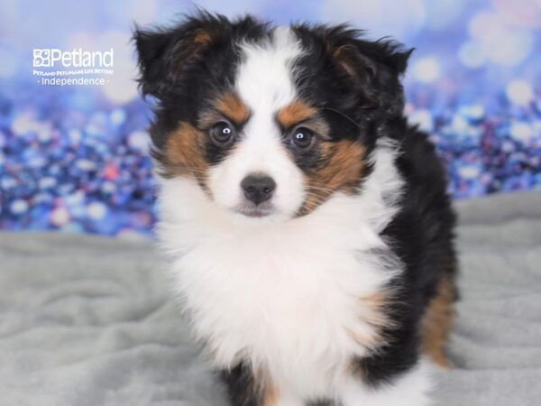 Toy Australian Shepherd-DOG-Female-Black & Tan-2377-Petland Lee's Summit, MO