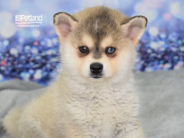 Alaskan Klee Kai-DOG-Female-Silver and White-2394-Petland Lee's Summit, MO