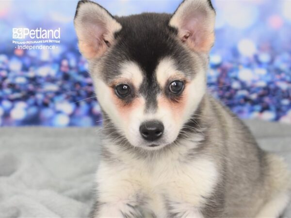 Alaskan Klee Kai-DOG-Male-Silver and White-2393-Petland Lee's Summit, MO