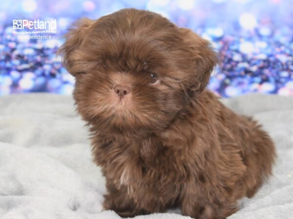 Shih Tzu-DOG-Male-Chocolate-2404-Petland Lee's Summit, MO