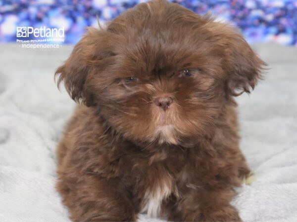 Shih Tzu-DOG-Male-Chocolate-2405-Petland Lee's Summit, MO
