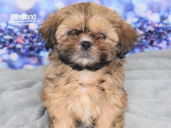 Shih Tzu-DOG-Female-Liver-2406-Petland Lee's Summit, MO