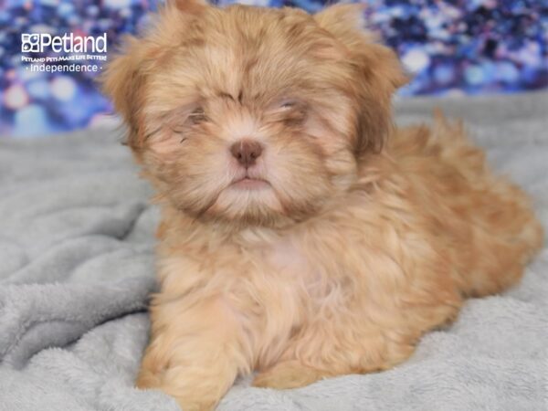 Shih Tzu-DOG-Male-Liver-2403-Petland Lee's Summit, MO