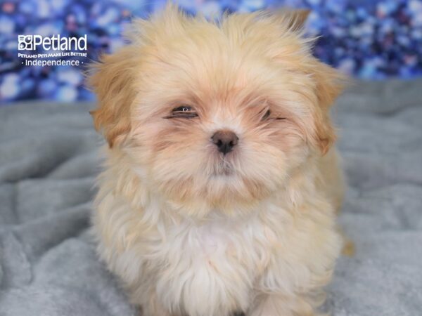 Shih Tzu-DOG-Male-Cream-2401-Petland Lee's Summit, MO