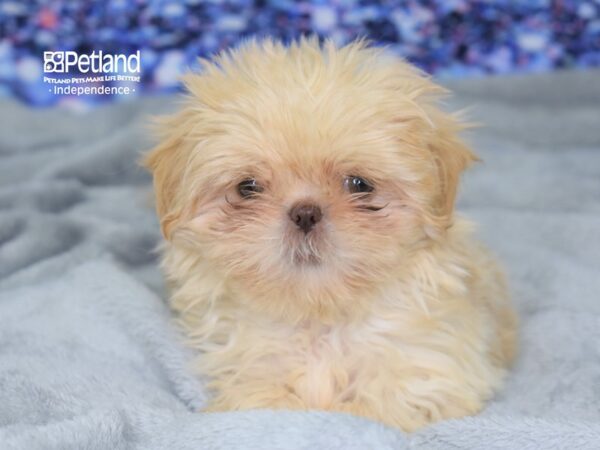 Shih Tzu-DOG-Female-Cream-2402-Petland Lee's Summit, MO