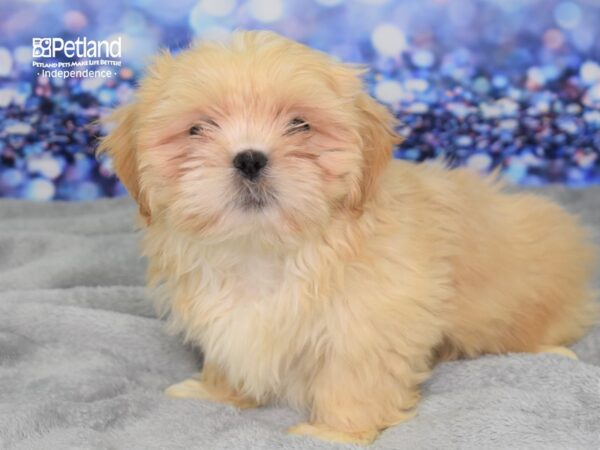 Shih Tzu-DOG-Male-Cream-2400-Petland Lee's Summit, MO