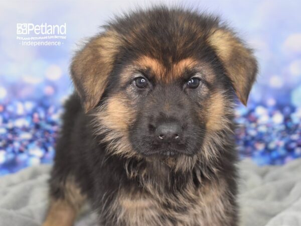 German Shepherd-DOG-Male-Black and Tan-2407-Petland Lee's Summit, MO