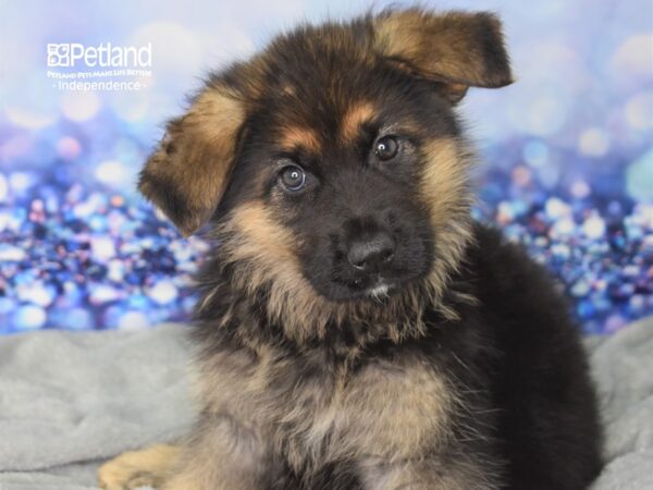 German Shepherd-DOG-Female-Black and Tan-2408-Petland Lee's Summit, MO