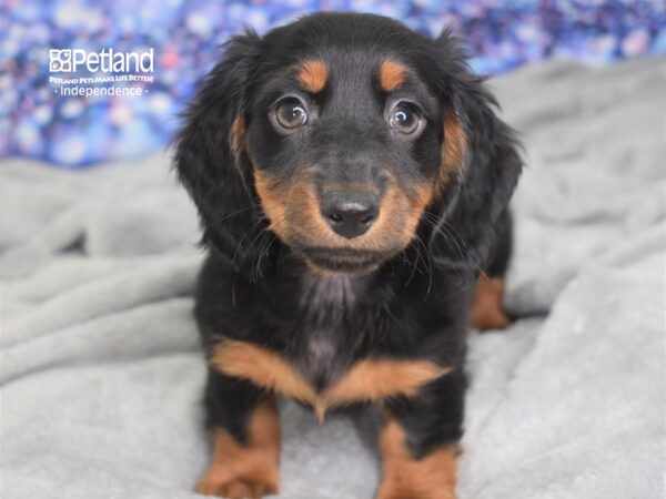 Dachshund-DOG-Male-Black and Tan-2409-Petland Lee's Summit, MO