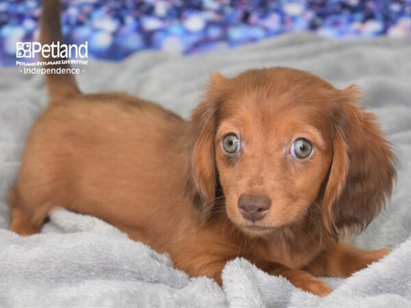 Dachshund-DOG-Female-Chocolate and Tan-2411-Petland Lee's Summit, MO
