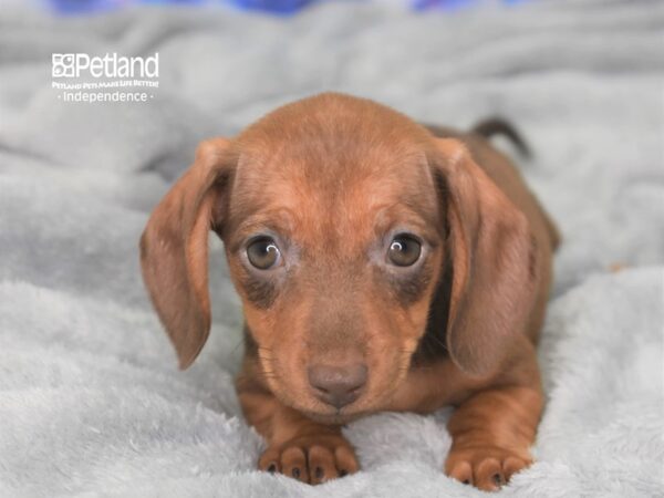 Dachshund-DOG-Female-Wild Boar-2412-Petland Lee's Summit, MO