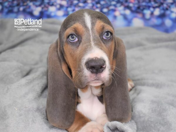 Basset Hound-DOG-Male-Blue Tan and White-2416-Petland Lee's Summit, MO