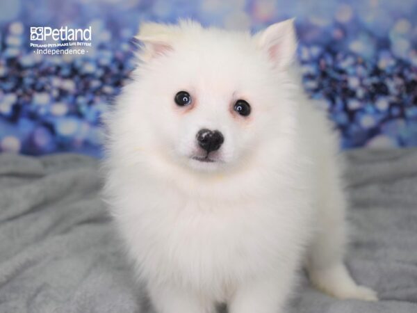 American Eskimo-DOG-Female-White-2415-Petland Lee's Summit, MO