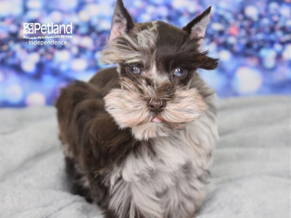 Miniature Schnauzer-DOG-Female-Chocolate Merle-2413-Petland Lee's Summit, MO
