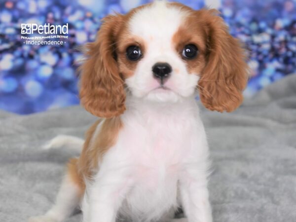 Cavalier King Charles Spaniel-DOG-Female-Blenheim-2414-Petland Lee's Summit, MO