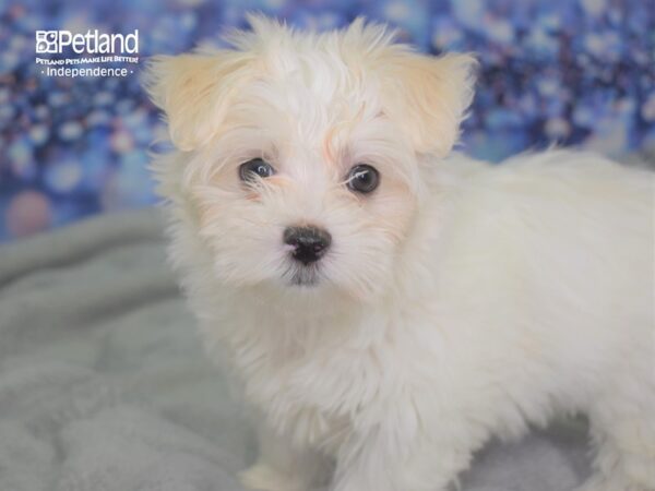 Maltese-DOG-Female-White-2418-Petland Lee's Summit, MO