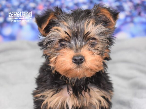 Yorkshire Terrier-DOG-Female-Black and Gold-2419-Petland Lee's Summit, MO