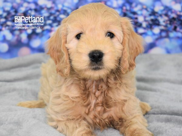 Miniature Goldendoodle-DOG-Female-Golden-2420-Petland Lee's Summit, MO