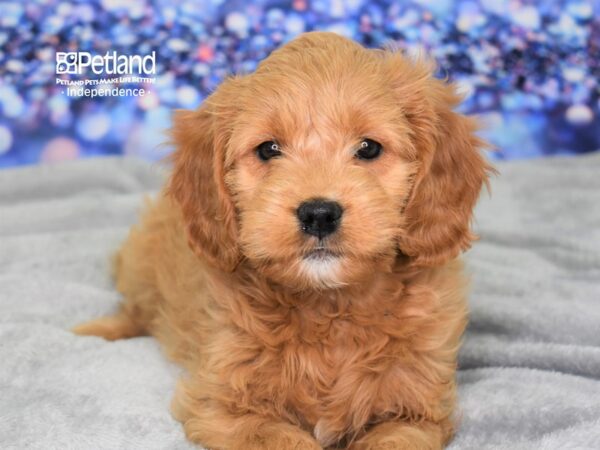 Miniature Goldendoodle-DOG-Female-Red-2421-Petland Lee's Summit, MO