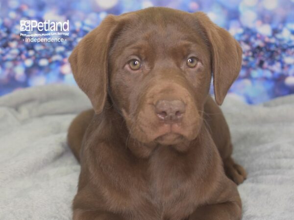 Labrador Retriever-DOG-Female-Chocolate-2424-Petland Lee's Summit, MO