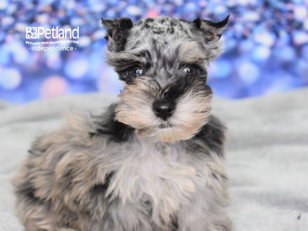 Miniature Schnauzer-DOG-Male-Blue Merle-2427-Petland Lee's Summit, MO