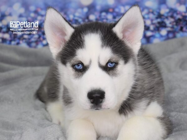 Siberian Husky-DOG-Female-Black & White-2426-Petland Lee's Summit, MO